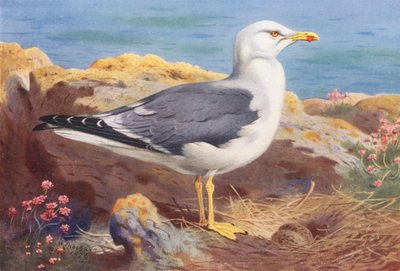 Dværgmåge (farvelitografi) af Archibald Thorburn