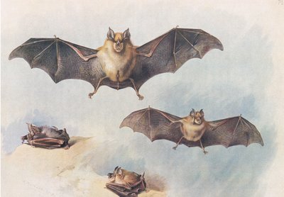Lesser Horseshoe Bat og Greater Horseshoe Bat, fra Thorburns Mammals udgivet af Longmans og Co, ca. 1920 af Archibald Thorburn
