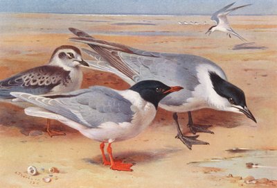 Dværgmåge (voksen og ung), havterne (farvelitografi) af Archibald Thorburn