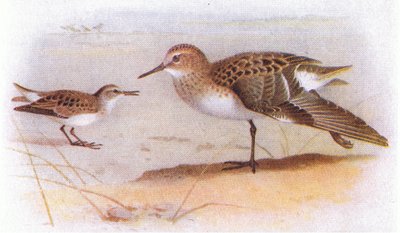 Little Stint, fra Birds of the British Isles and Their Eggs udgivet af Frederick Warne & Co Ltd, 1958 af Archibald Thorburn