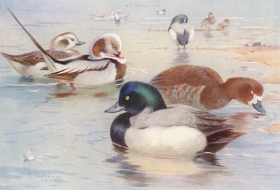 Langhalet and (han og hun), Scaup-and (han og hun) (farvelitografi) af Archibald Thorburn