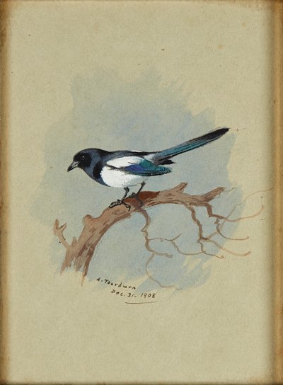 Magpie on a Branch (blæk og akvarel) af Archibald Thorburn