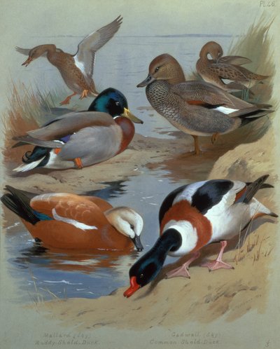 Mallard, Gadwell, Ruddy Shelduck (akvarel) af Archibald Thorburn