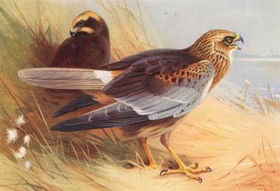 Marsh-Harrier (farvelitografi) af Archibald Thorburn