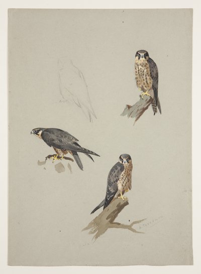 Merlin mand, ca. 1915 (akvarel & kropsfarve over blyant på papir) af Archibald Thorburn