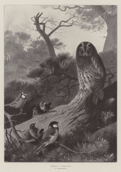 Mobber en Skov-ugle af Archibald Thorburn