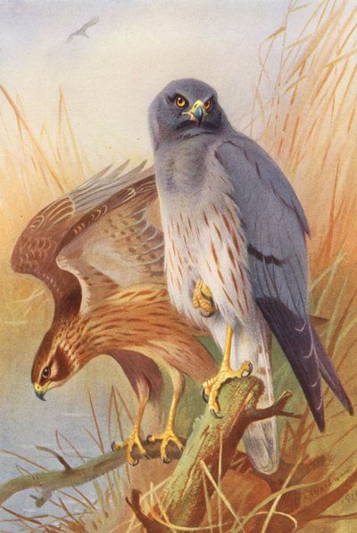 Hedehøg (han og hun) (farvelitografi) af Archibald Thorburn