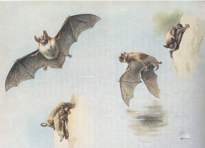 Natterers Bat og Daubentons Bat, fra Thorburns Mammals udgivet af Longmans og Co, ca. 1920 af Archibald Thorburn