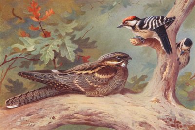 Natravn, lille flagspætte (han og hun) (farvelitografi) af Archibald Thorburn