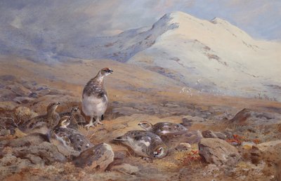 På rypegrunden (akvarel) af Archibald Thorburn