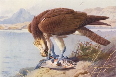 Fiskeørn (farvelitografi) af Archibald Thorburn