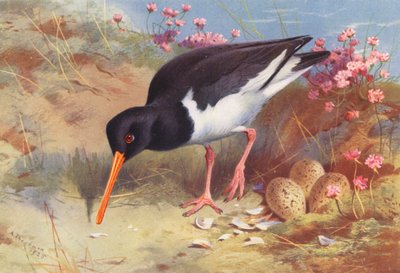 Østersfanger (farvelitografi) af Archibald Thorburn