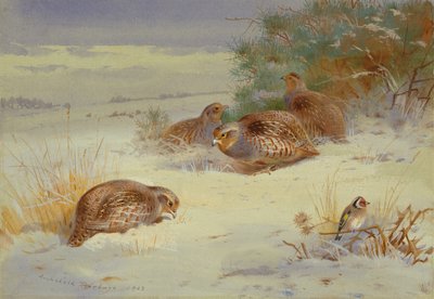 Agerhøne og bogfinke i et vinterlandskab (akvarel) af Archibald Thorburn