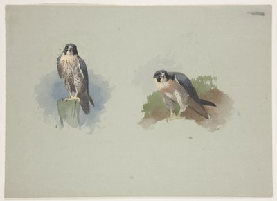 Vandrefalk han, ca. 1915 (akvarel & kropsfarve over blyant på papir) af Archibald Thorburn