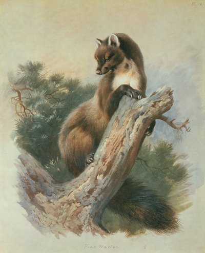 Fyrre Mår af Archibald Thorburn