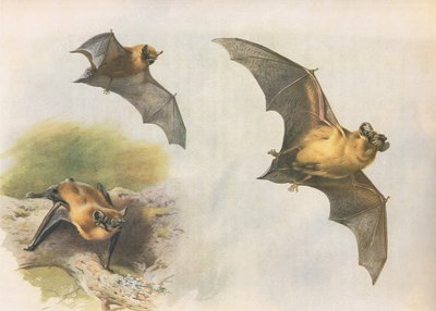 Pipistrelle eller almindelig flagermus, fra Thorburns Pattedyr udgivet af Longmans og Co, ca. 1920 af Archibald Thorburn