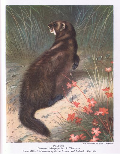 Polecat, Nature in Britain udgivet af Collins af Archibald Thorburn