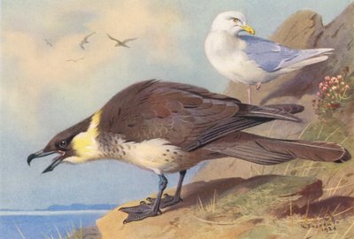 Pomatorhine Skua, islandsk måge (farvelitografi) af Archibald Thorburn