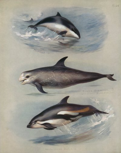 Marsvin, Rissos Grampus, Hvidsidet delfin af Archibald Thorburn