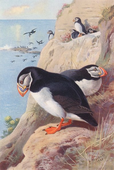 Lundefugl (farvelitografi) af Archibald Thorburn