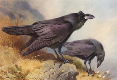 Ravn (farvelitografi) af Archibald Thorburn