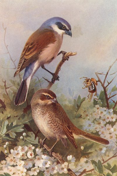 Rødrygget tornskade (han og hun) (farvelitografi) af Archibald Thorburn