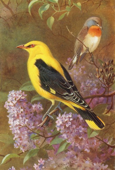 Rødbrystet fluesnapper, gylden pirol (farvelitografi) af Archibald Thorburn