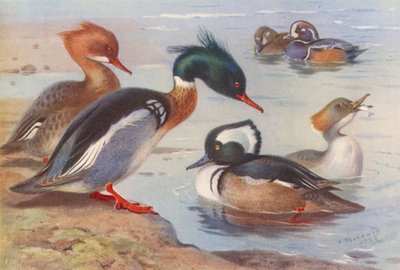 Rødstrubet bjergand (han og hun), harlekinand (han og hun), hættebuget bjergand (han og hun) (farvelitografi) af Archibald Thorburn