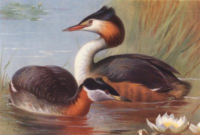 Rødhalset lappedykker, toppet lappedykker (farvelitografi) af Archibald Thorburn