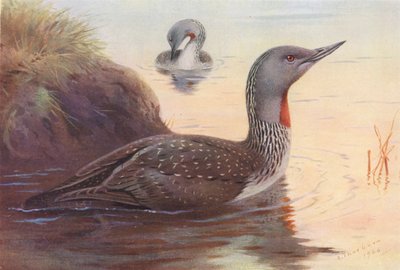 Rødstrubet lom (farvelitografi) af Archibald Thorburn
