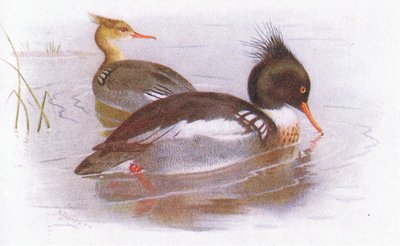 Rødbrystet suler af Archibald Thorburn