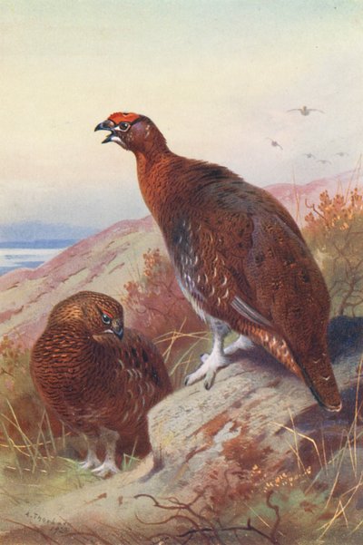 Rødhøne (han og hun) (farvelitografi) af Archibald Thorburn