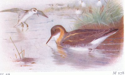Red Necked Phalarope (sommer og efterår), fra Birds of the British Isles and Their Eggs udgivet af Frederick Warne & Co Ltd, 1958 af Archibald Thorburn