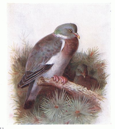 Ringdue, fra Birds of the British Isles and Their Eggs udgivet af Frederick Warne & Co Ltd, 1958 af Archibald Thorburn