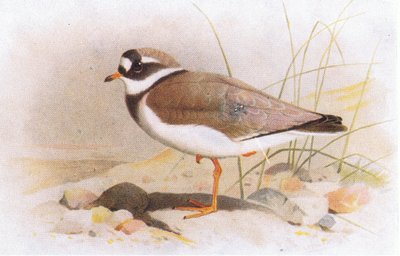 Ringed Plover, fra Birds of the British Isles and Their Eggs udgivet af Frederick Warne & Co Ltd, 1958 af Archibald Thorburn