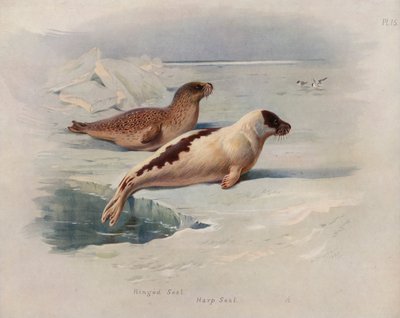 Ringsæl, Grønlandssæl af Archibald Thorburn