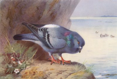 Rock-Dove (farvelitografi) af Archibald Thorburn