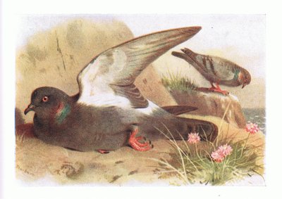 Rock Dove, fra Birds of the British Isles and Their Eggs udgivet af Frederick Warne & Co Ltd, 1958 af Archibald Thorburn