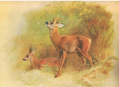Roe Deer, fra thorburns Pattedyr udgivet af Longmans og Co, ca. 1920 af Archibald Thorburn