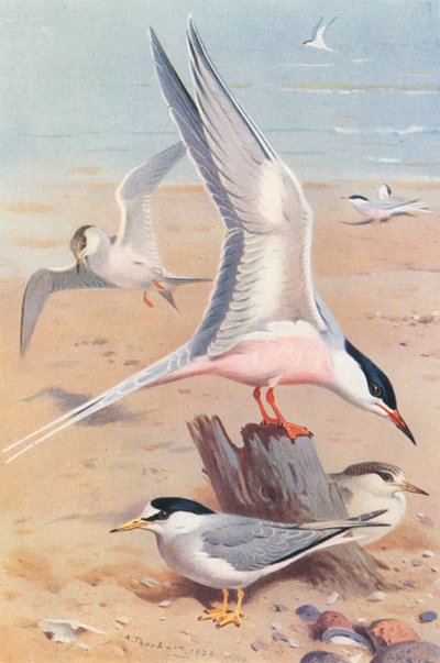 Havterne (voksen og ung), dværgterne (voksen og ung) (farvelitografi) af Archibald Thorburn