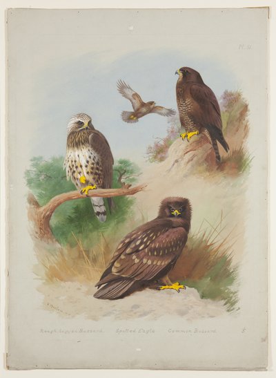 Rubenet musvåge, plettet ørn og musvåge, ca. 1915 (akvarel & kropsfarve med gummi arabicum over blyant om bord) af Archibald Thorburn