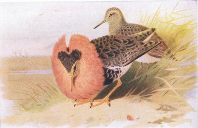 Ruffs and Reeves, fra Birds of the British Isles and Their Eggs udgivet af Frederick Warne & Co Ltd, 1958 af Archibald Thorburn
