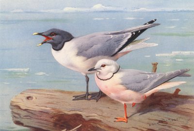Sabinemåge, kilehalemåge (farvelitografi) af Archibald Thorburn