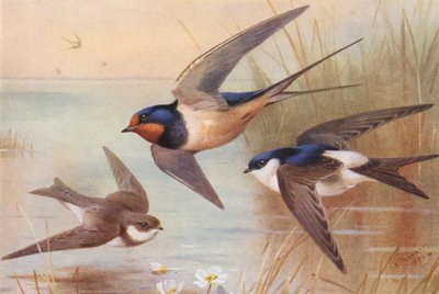 Sand-Martin, Swallow, Martin (farvelitografi) af Archibald Thorburn
