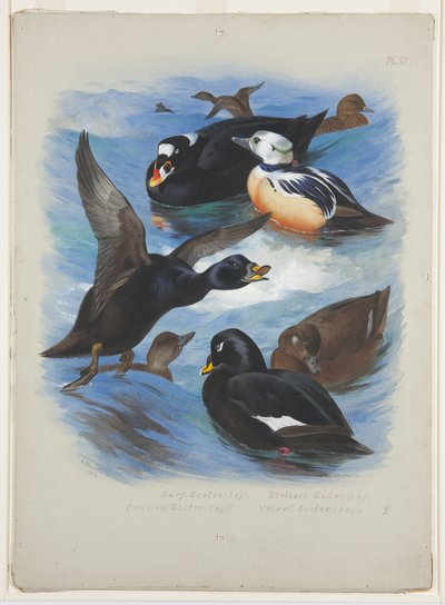 Scoters and Stellers edderfugl, ca. 1915 (akvarel & kropsfarve over blyant på papir) af Archibald Thorburn