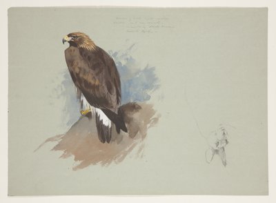 Havørn og blyantskitse af kanin, ca. 1915 (akvarel & kropsfarve over blyant på papir) af Archibald Thorburn