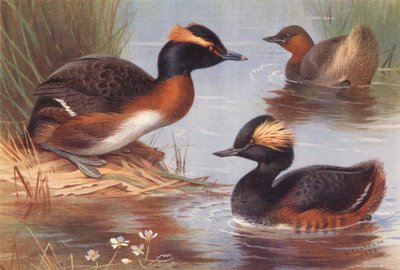 Gråstrubet lappedykker, lille lappedykker, sorthalset lappedykker (farvelitografi) af Archibald Thorburn