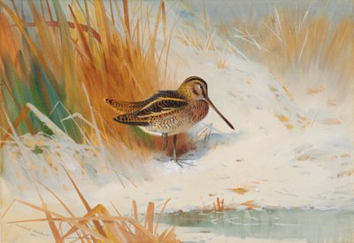 Snipe i siverne af Archibald Thorburn