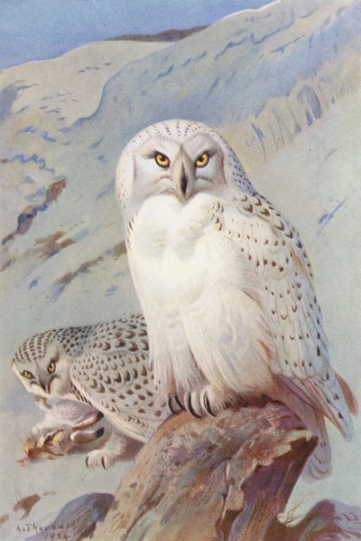 Sneugle (farvelitografi) af Archibald Thorburn
