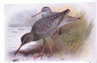 Spotted Redshank, fra Birds of the British Isles and Their Eggs udgivet af Frederick Warne & Co Ltd, 1958 af Archibald Thorburn